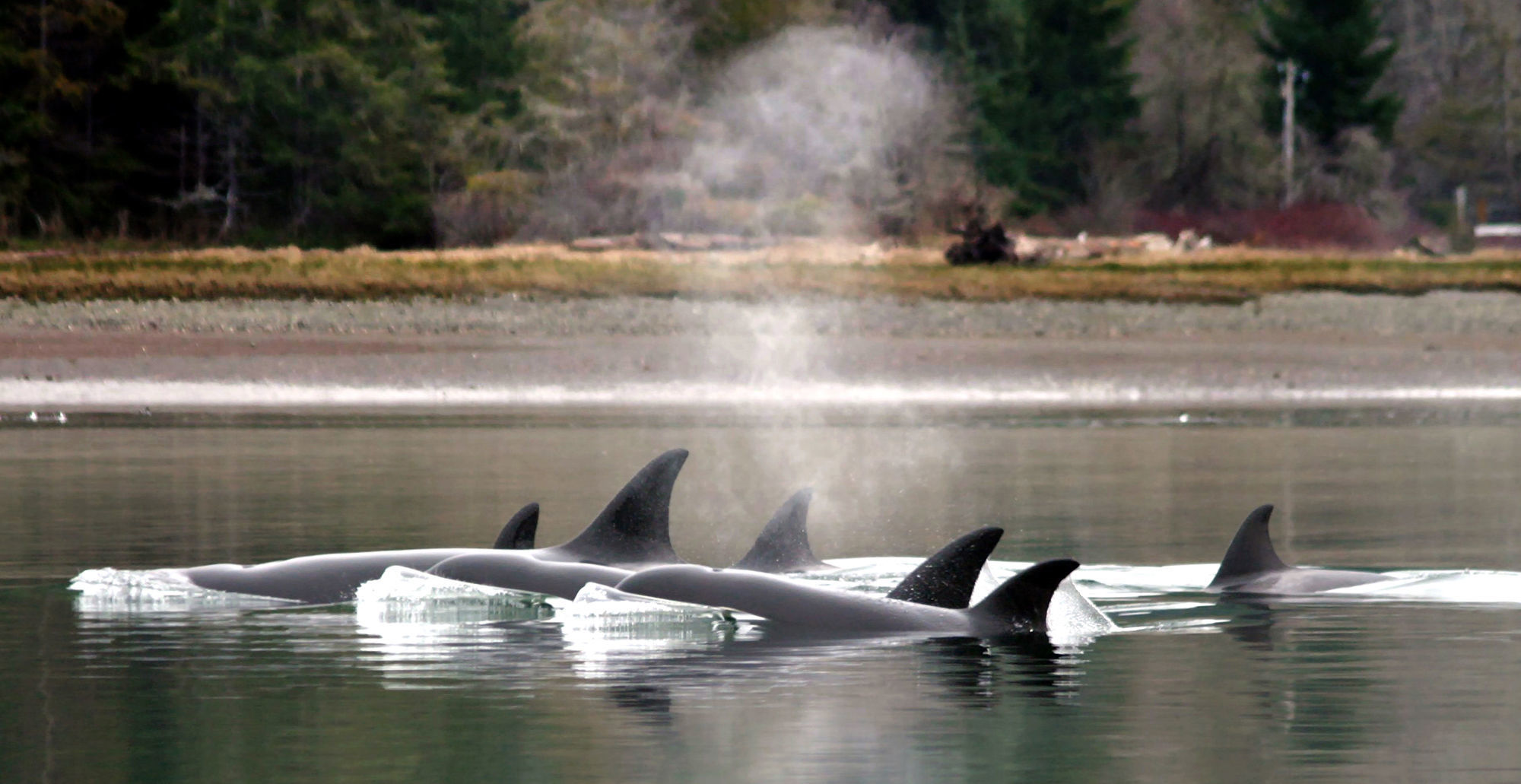 Orcas
